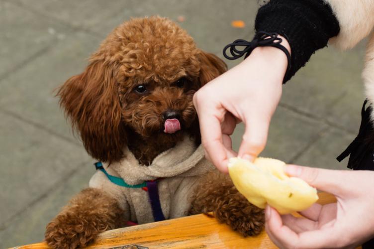 饲养泰迪犬不可省的五项开支 守护健康的必要投资