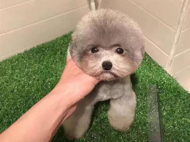 茶杯犬能活多久？揭开“更好饲养”背后的真相