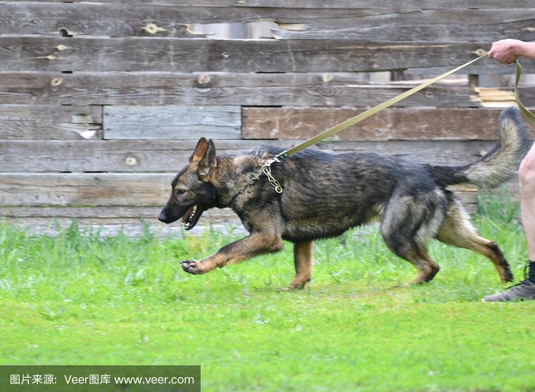 狗饲养指南 牧羊犬与比利时牧羊犬的散步艺术