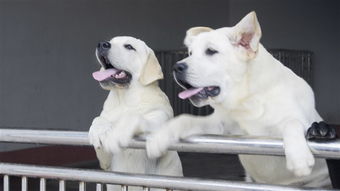 拉不拉多犬养殖基地 品质高血统好 打完疫苗