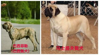 昆明 最严养狗令 来了 遛狗不拴绳罚500元,不铲屎罚200元
