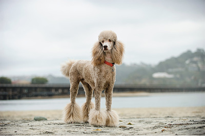 贵宾犬饲养指南